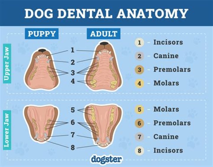 Are Pickles Safe for Dogs? Understanding Canines and Their Dietary Choices