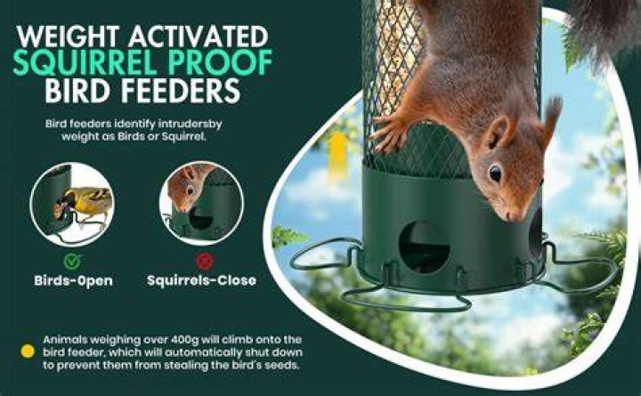 Spinning Squirrel Proof Bird Feeder: The Ultimate Solution for Bird Lovers
