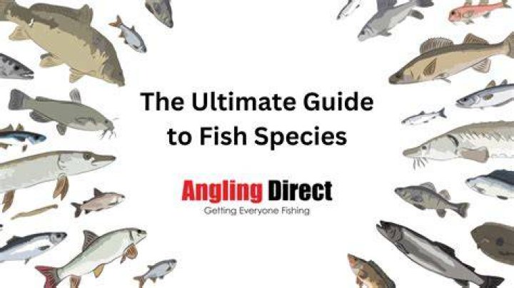 Ultimate Guide to Fish Thicc: Everything You Need to Know