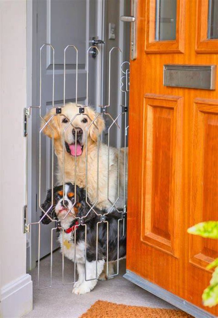 Unleashing the Benefits of a Dog Treadmill: A New Way to Keep Your Furry Friend Fit