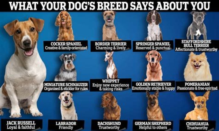 Which Bomboclaat Dog I Am: A Fun Exploration of Your Dog Personality