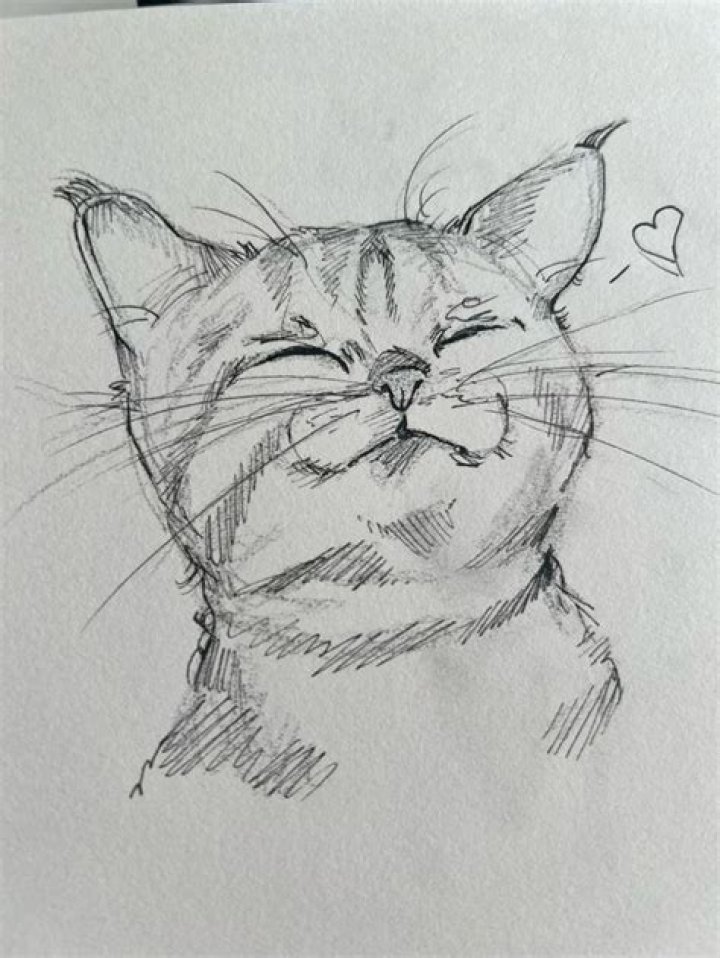 Whiskers and Whimsy: The Art of Cute Cat Drawing